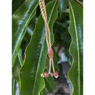 Leiomano Koa Wood w/ Shark Teeth Necklace