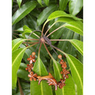 Dolphin and Plumeria Flower Koa Bracelet
