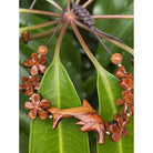 Dolphin and Plumeria Flower Koa Bracelet