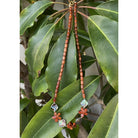Koa Plumeria with Abalone Shell Necklace