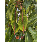 Koa Sea Turtles with Abalone Shell Necklace