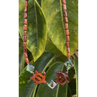 Koa Sea Turtles with Abalone Shell Necklace
