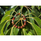 Koa and Earth Tone Stretch Bracelet | 8mm Small