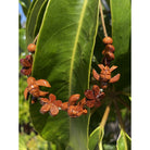 Koa Honu and Plumeria Flower Bracelet