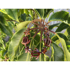 Koa Honu and Plumeria Flower Adjustable Bracelet