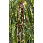 Hawaiian Koa Wood Necklace 32" | 12mm Beads