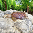 Hawaiian Sea Turtle | Ocean Life 24"