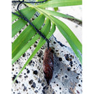 Hand-Carved Hawaiian Surfboard Necklace